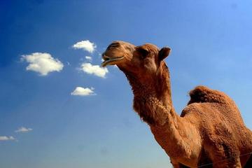 2-Hour Camel Ride Guided Tour from Agadir