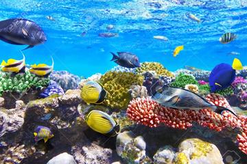 9-Hour Snorkeling and Meditation Tour Hurghada