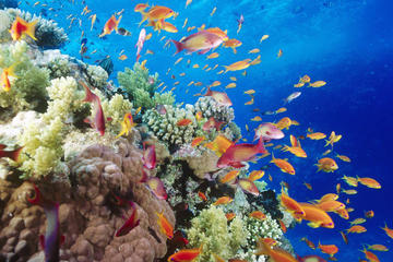 Snorkeling Cruise from Hurghada to Mahmaya, Giftun Islands