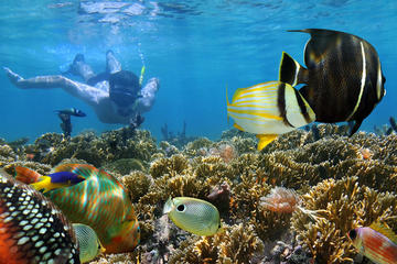 Snorkeling trip and excursion from Safaga Port in hurghada