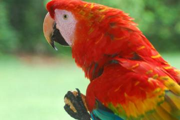 3-Day Amazon Jungle Tour at the Corto Maltés Lodge