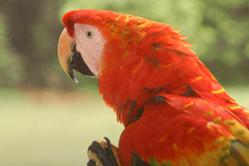 3-Day Eco Amazonia Lodge in the Amazon Jungle