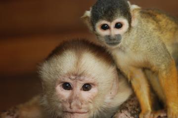 4-Day Amazon Jungle Tour at Corto Maltés Lodge