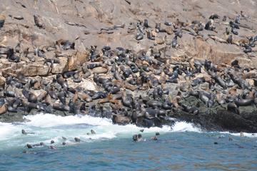 Palomino Islands Tour Plus Swimming with Sea Lions Experience