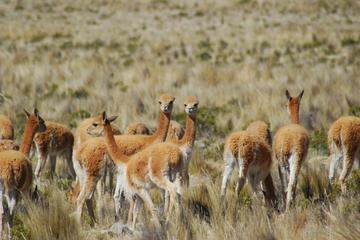 Private 2-Day Colca Canyon Tour from Arequipa to Puno