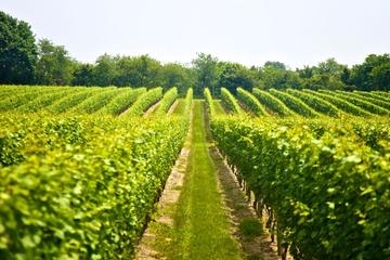 BICYCLE RACE IN THE VINEYARD