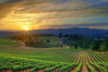 BUGGY VINEYARDS TOUR