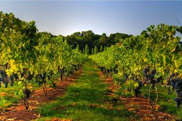 Varna Horses and Vines Tour