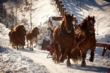 Horse Sleigh Ride in the Polish Countryside