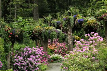 Glacier Gardens Rainforest Adventure in Juneau