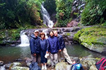 Lamington National Park Hiking Tour from the Gold Coast: Picnic Rock or Box Forest Falls