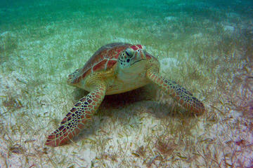 AkumalMarine Turtle Daily Tour