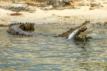 Crocodile Adventure Tour in Cancun