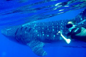 Full-Day Whale Shark Tour from Cozumel