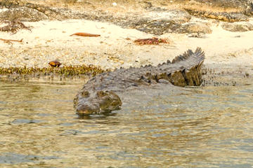 Private Crocodile Tour from the Riviera Maya