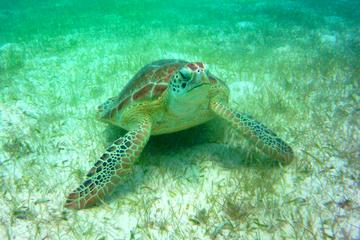 Private Tour: Akumal Marine Turtle Snorkeling from Cozumel