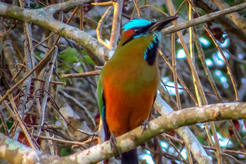 Private Tour: Bird Watching from Cancun