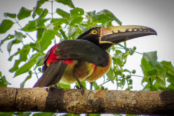Private Tour: Bird Watching from the Riviera Maya