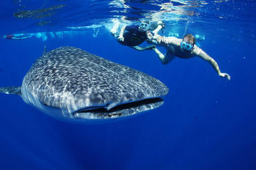 Private Tour: Whale Shark Adventure from Cancun and Riviera Maya