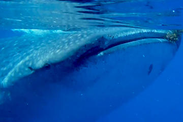 Whale Shark From Valladolid Yucatan