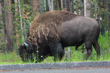 Grand Teton Winter Full Day Guided tour from Jackson Hole