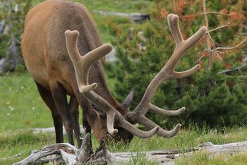 Grand Teton Winter Morning Guided Tour