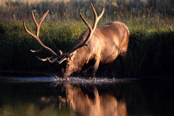 Yellowstone Grand Teton 3 Day Tours From Jackson Hole