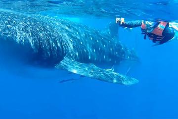Swim with Whale Sharks