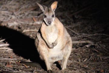 Small-Group Kangaroo Island 4WD Night Tour