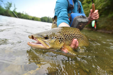 Fly Fishing Tour