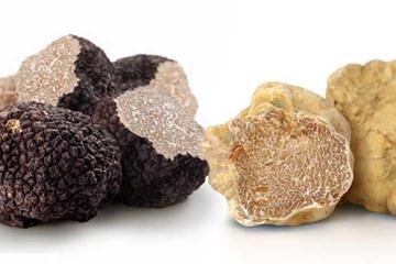 Small-Group Luxury Truffle and Olive Oil Food Tour with a Gourmet Dinner