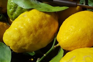 Limoncello Making and lunch with lemon base
