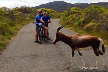 Private Cycling Tour of The Cape Peninsula from Cape Town