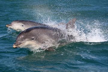 Dingle and Fungie Dolphin Boat Tour from Killarney
