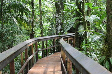 2-Day Cinco Ceibas Rainforest Tour from San Jose