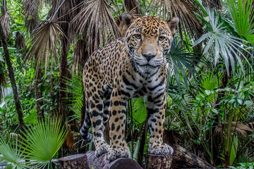 Belize Zoo and Baboon Sanctuary Tour from Belize City