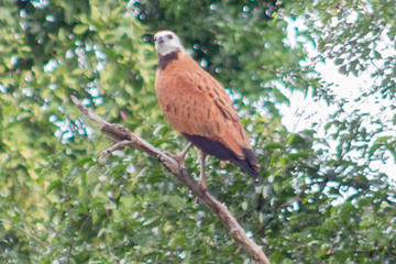 Birding by Boat Cruise at Crooked Tree Wildlife Sanctuary from Belize City