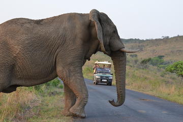 3 Nights 4 Days Safari Umhlanga - Hluhluwe Imfolozi - Umhlanga