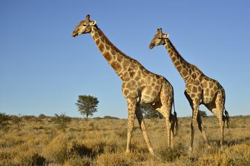 Half Day Safari from Durban