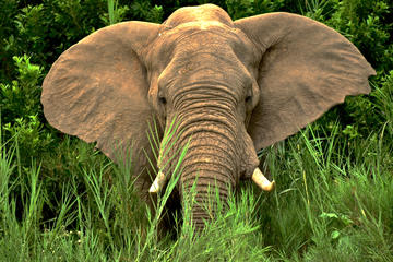 Hluhluwe Imfolozi 2 Days Safari