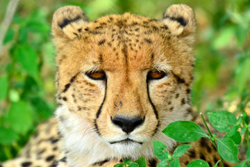 Hluhluwe Imfolozi Safari and Emdoneni Wild Cat Project Day Tour