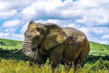 Hluhluwe Imfolozi Safari & St Lucia Boat Safari