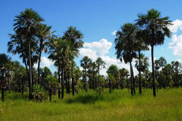 Full-Day Tour to Chaco from Asunción