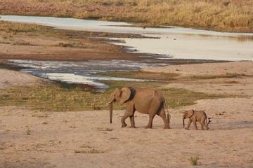 6-7 Day Kruger National Park and Panoramic Safari from Johannesburg International Airport