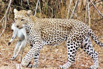 6-Day Wonderful Kruger National Park Safari from Johannesburg
