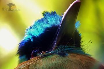 Bird Watching Tour in Monteverde