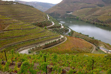 DOURO VALLEY FULL DAY WINE EXPERIENCE