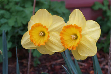 Day Trip 2-Day Tour of Nantucket Including the Annual Daffodil Festival near Manchester, New Hampshire 