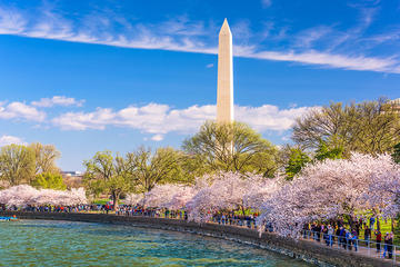 5-Day Washington DC Cherry Blossom Festival from Boston