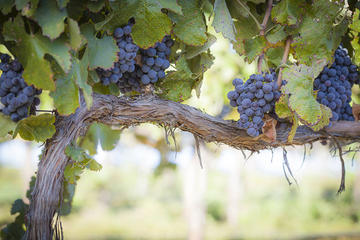 Help Fulchino Vineyards Bring In The Harvest